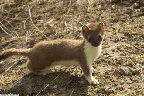 Stoat Ermine Short Tailed Weasel Facts Pictures And Information