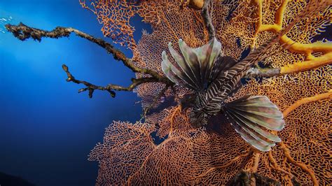 Wallpaper Nature Underwater Coral Reef Lionfish Autumn Leaf