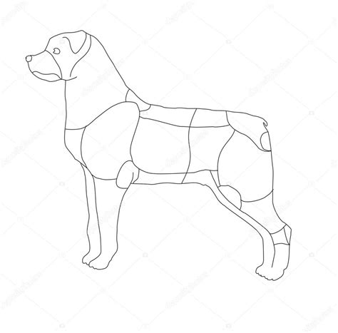 Dibujo partes del cuerpo del perro — Archivo Imágenes Vectoriales