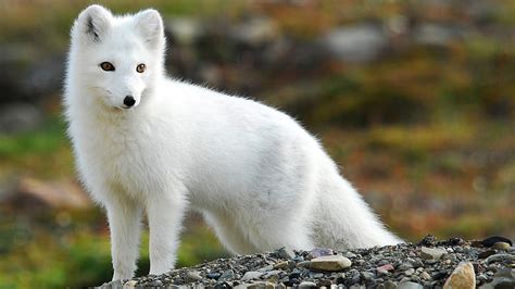 Hd Wallpaper Dogs Arctic Fox Wallpaper Flare