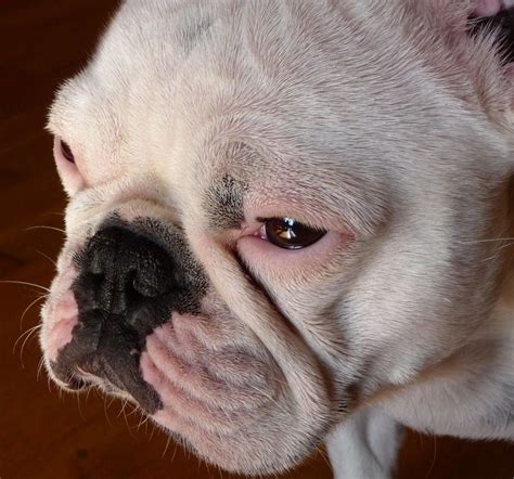 Why Does My French Bulldog Smell Pet Facts French Bulldog Bulldog
