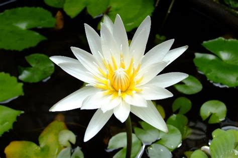 Seperti yang kita kenali, bunga teratai adalah bunga yang begitu unik, karena bunga itu hidup diatas permukaan air, beda perihal dengan tanaman umumnya kita bisa temukan teratai diatas kolam ikan atau sungai dengan air yang tenang. Kerja Santai di Rumah: Tip Cantik