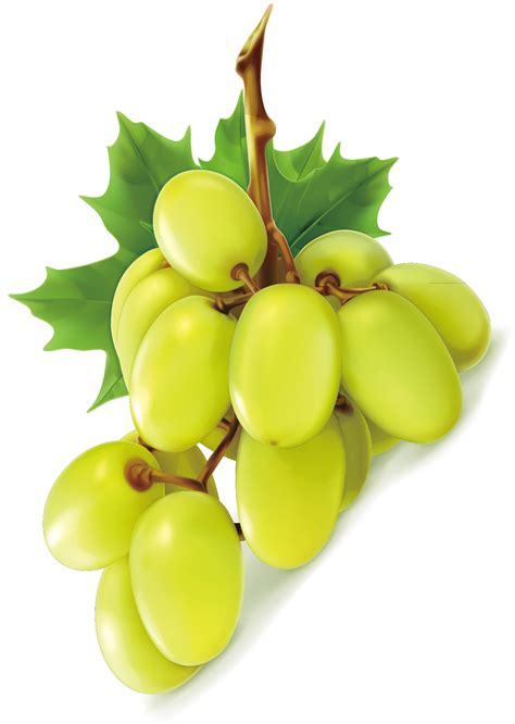 Green grapes- Grape Png Image & Grape Clip art | Grapes, Green grapes, Fruit