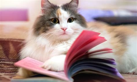 8 Must Read Books For Cat Lovers In 2023 The Catington Post