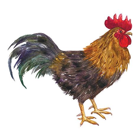 Best Drawing Of The Colorful Rooster Illustrations