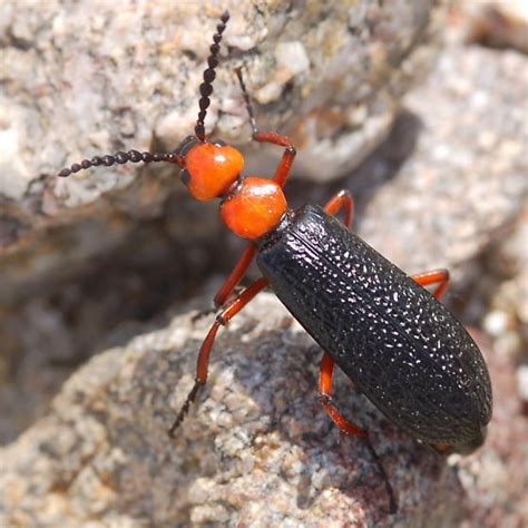 Red Orange And Black Blister Beetle Lytta Magister Bugguidenet