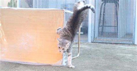 Cat Doing A Handstand Dozhub