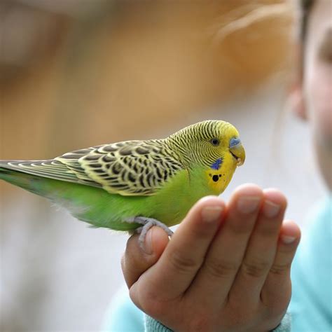 Best Pet Birds Find The Right Pet Bird For You In 2020