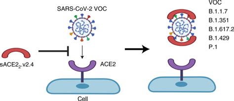 Engineered Ace2 Decoy Mitigates Lung Injury And Death Induced By Sars