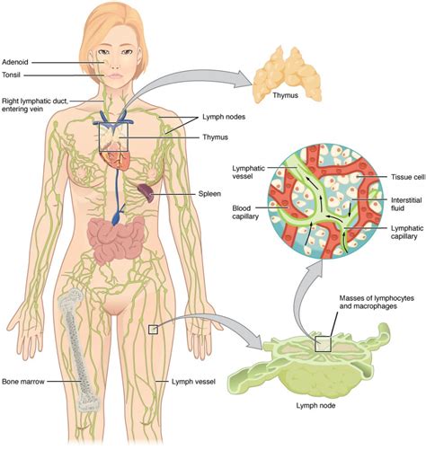 I have created a number of resources to teach children about their body systems, including my human body activity book for kids and all the printables in my human body printables bundle. Anatomy of the Lymphatic and Immune Systems | Anatomy and Physiology II