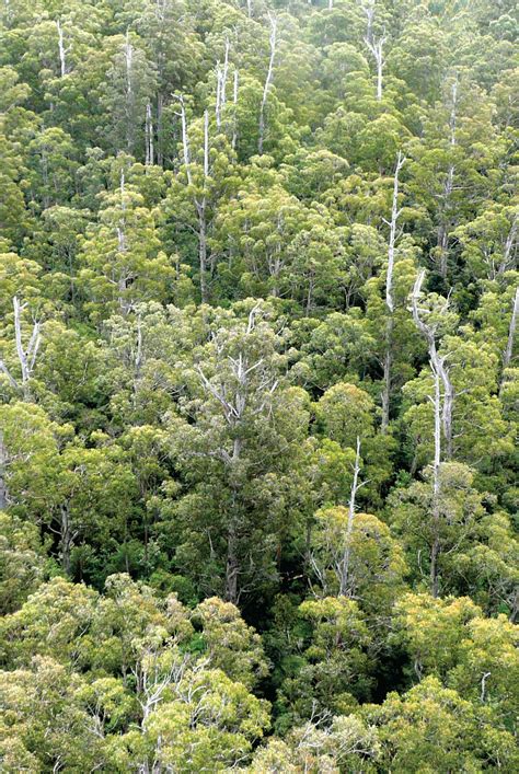 Forest canopies form an important buffer between the soil and the atmosphere, regulating the exchange of carbon, water, and energy that affects atmospheric chemistry. What is a forest? | Forest Education Foundation