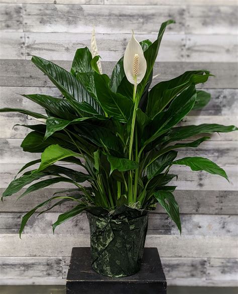 Spathiphyllum Peace Lily Plant In Mclean Va Flowers And Plants Etc