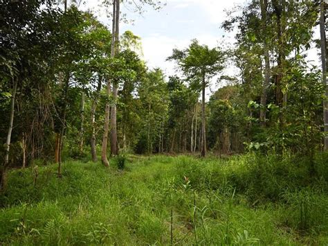 Nearly Half Of Replanted Tropical Trees ‘do Not Survive More Than Five
