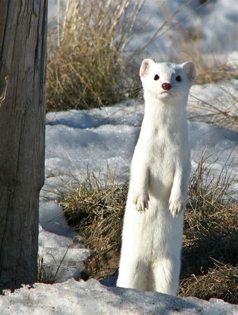 Curious Long Tailed Weasel In Winter Coat Photo Annkelliott