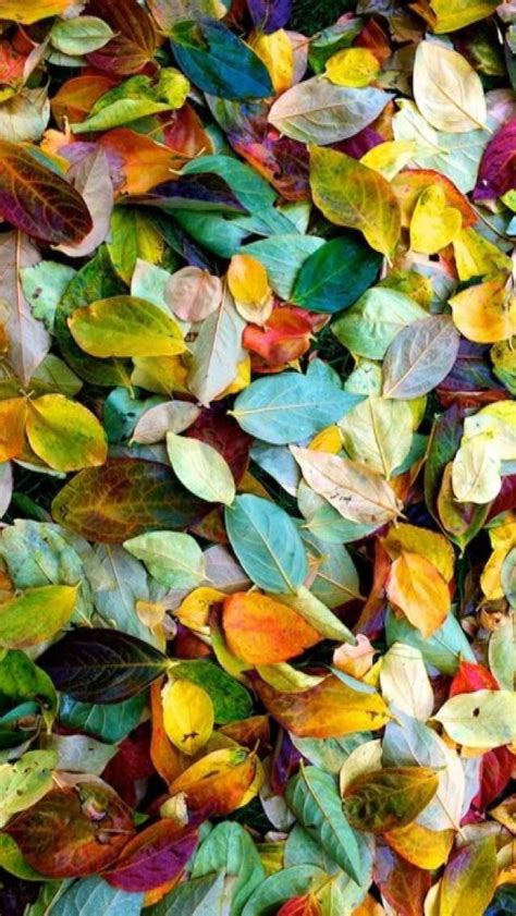 Iphone Wallpaper Autumnfall Tjn Herfstkleuren Kleurenleer
