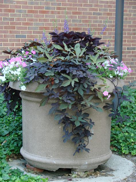 Plant Profile Plant Combinations For Your Containers