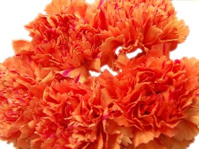 Orange Carnations Fabulous Flower Delivery From Clare Florist