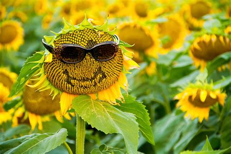 Sunflower With Glasses And A Smile Photograph By Tommy Brison Pixels