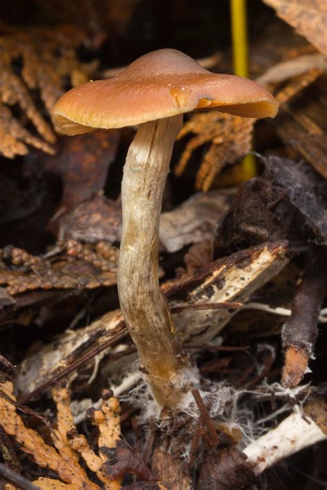 Why Hello Wisconsin Mushroom Hunting And Identification Shroomery