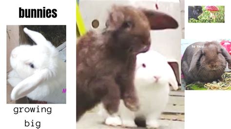 Baby Bunnys Growing Up Baby Rabbits Get Big Quick Youtube