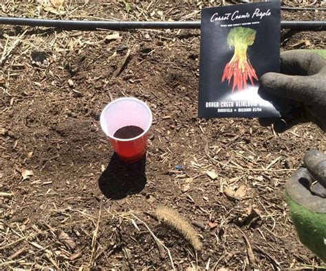Seal the bag and submerge it in 1 gallon of water. Creative Way to Plant Carrots Using Coffee Grounds : 7 ...
