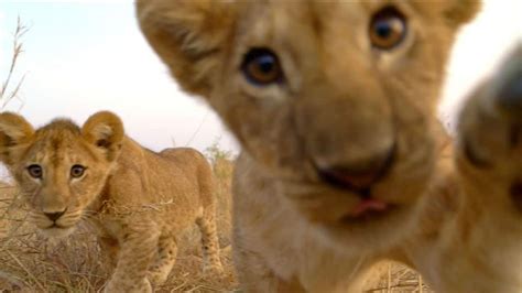 Lion Cubs All You Need To Know Info Facts Images Alert