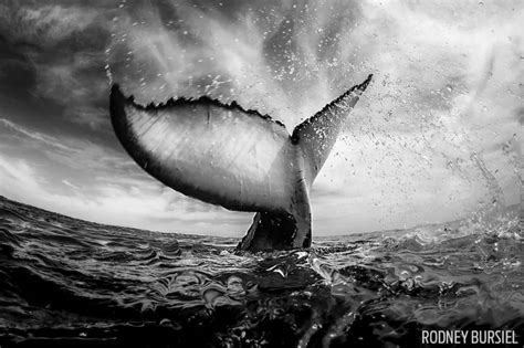 The Stunning Images From An Underwater Photography Competition Fstoppers