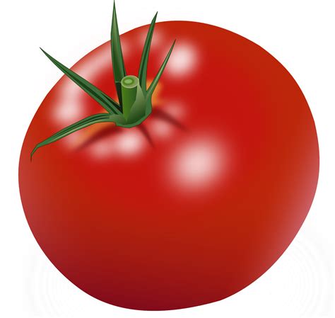 Tomato Png Image Purepng Free Transparent Cc0 Png