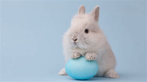 13 Incredible Easter Bunny Facts You Never Knew - Best LifeBest Life