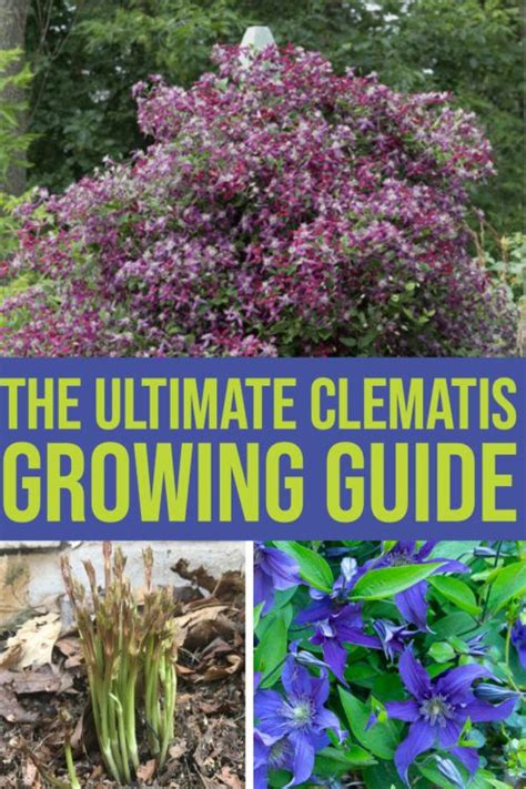 The Complete Clematis Growing Guide Clematis Plants Garden Care