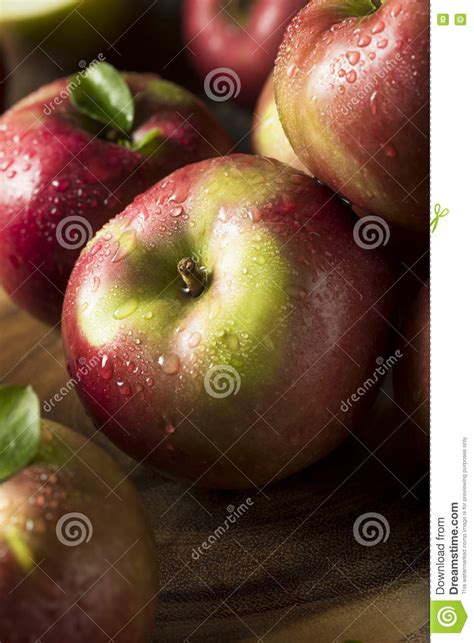 Raw Organic Red Mcintosh Apples Stock Image Image Of Freshness