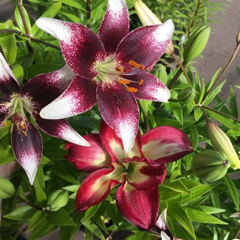 Asiatic Lily Burgundy Double Sensation 2 Gallon Pot Perennials Sun