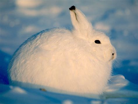 Weforwildlife Arctic Hare