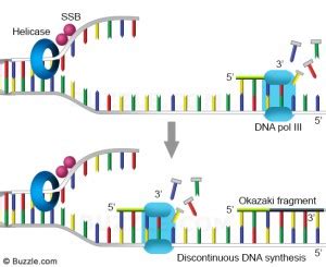 DNA Pengertian Struktur Fungsi Sifat Replikasi Biologizone