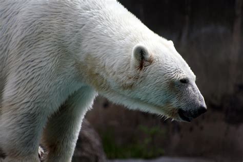 Polar Bear Profile Close Up By Sayjinlink On Deviantart