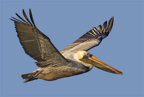Filebrown Pelican Natures Pics Wikipedia