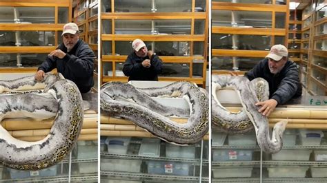 20 Feet Long Giant Python Bites Zookeeper In A Spine Chilling Viral