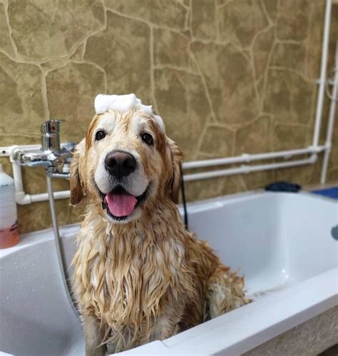 16 Funny Pictures Proving That Golden Retrievers Are The Most Cheerful