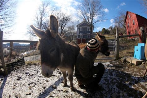 Its Never Too Late To Love A Donkey Bedlam Farm