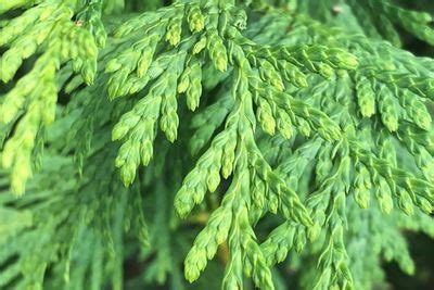 Leyland Cypress Vs Green Giant Arborvitae Tell Them Apart