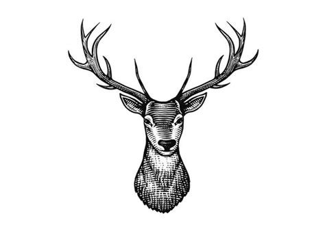 Steven Noble Illustrations Stag