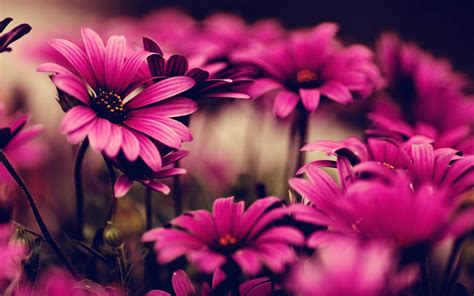 Wallpapers Pink Flowers Wallpapers