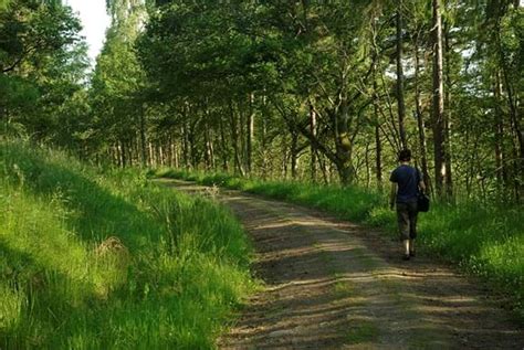 Five Mile Wood Woodland Trust