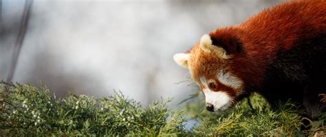 Maximum file size of 30 mb. Download wallpaper 2560x1080 red panda, cute, panda ...