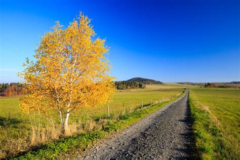Birch Tree In Autumn Free Stock Photo Public Domain Pictures