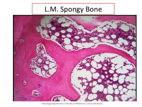 Bone Prac Histology