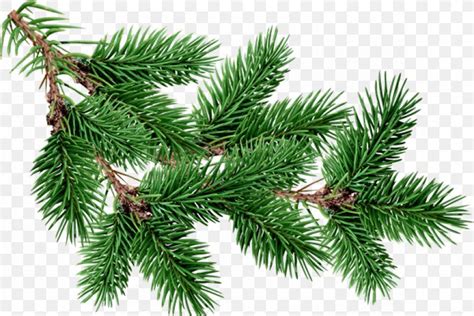 Fir Pine Tree Clip Art PNG 1200x802px Fir Biome Branch Christmas