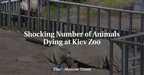 Shocking Number Of Animals Dying At Kiev Zoo
