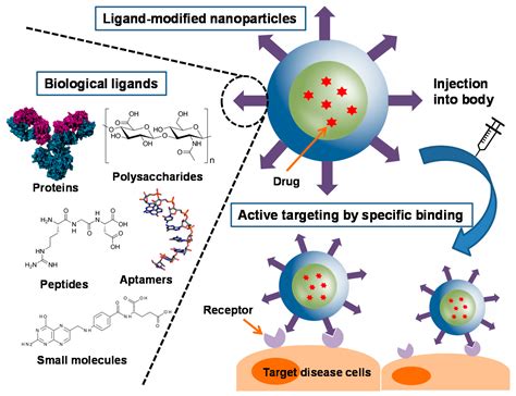 Cancers Free Full Text Active Targeting Strategies Using Biological