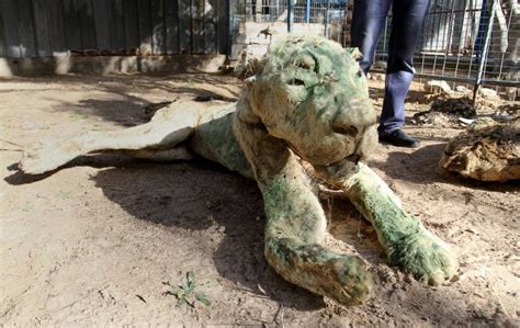 Gaza Strip Zoo Animals Among Victims Of Conflict Metro News
